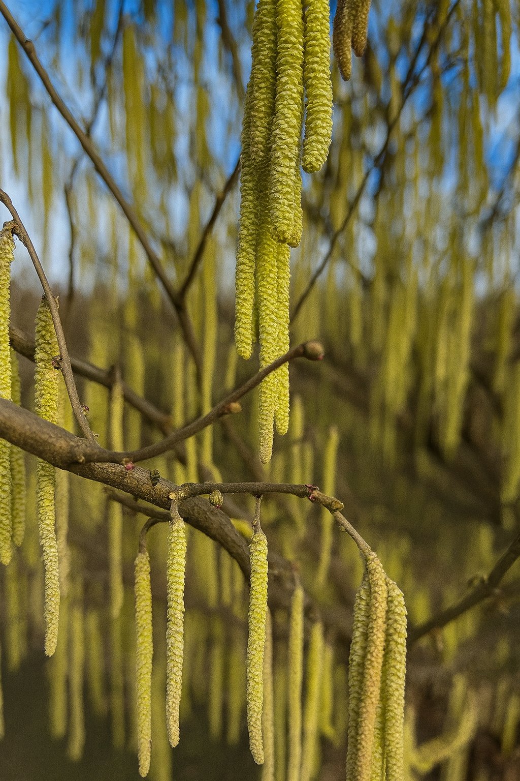 Polinizadores masculinos de avellano europeo
