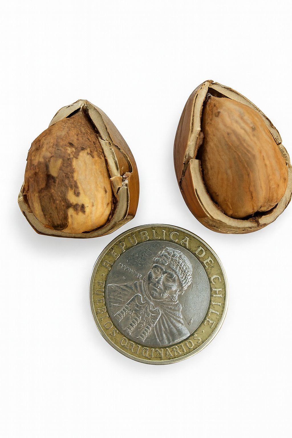 Avellanas variedad Ennis, abiertas junto a moneda mostrando el gran tamaño del fruto