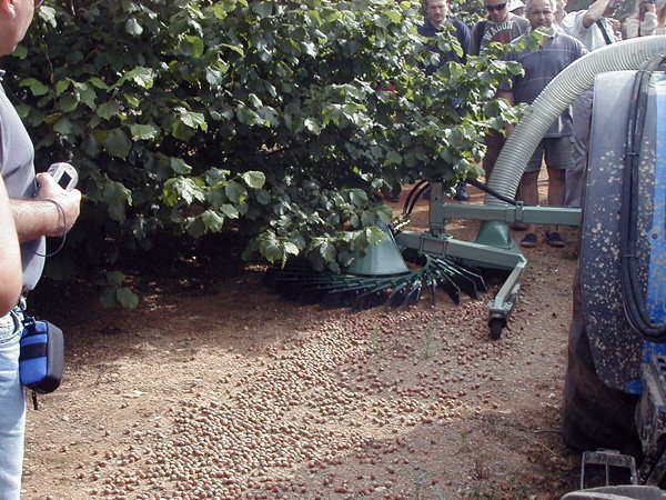Cosechadora de avellanas europeas