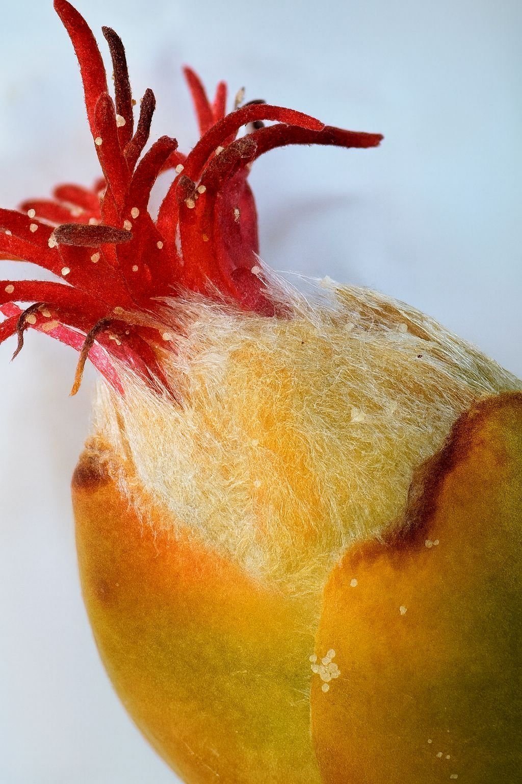 Macro de flor femenina de avellano europeo