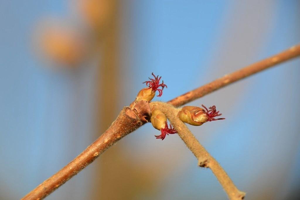 Flor masculina de avellano europeo