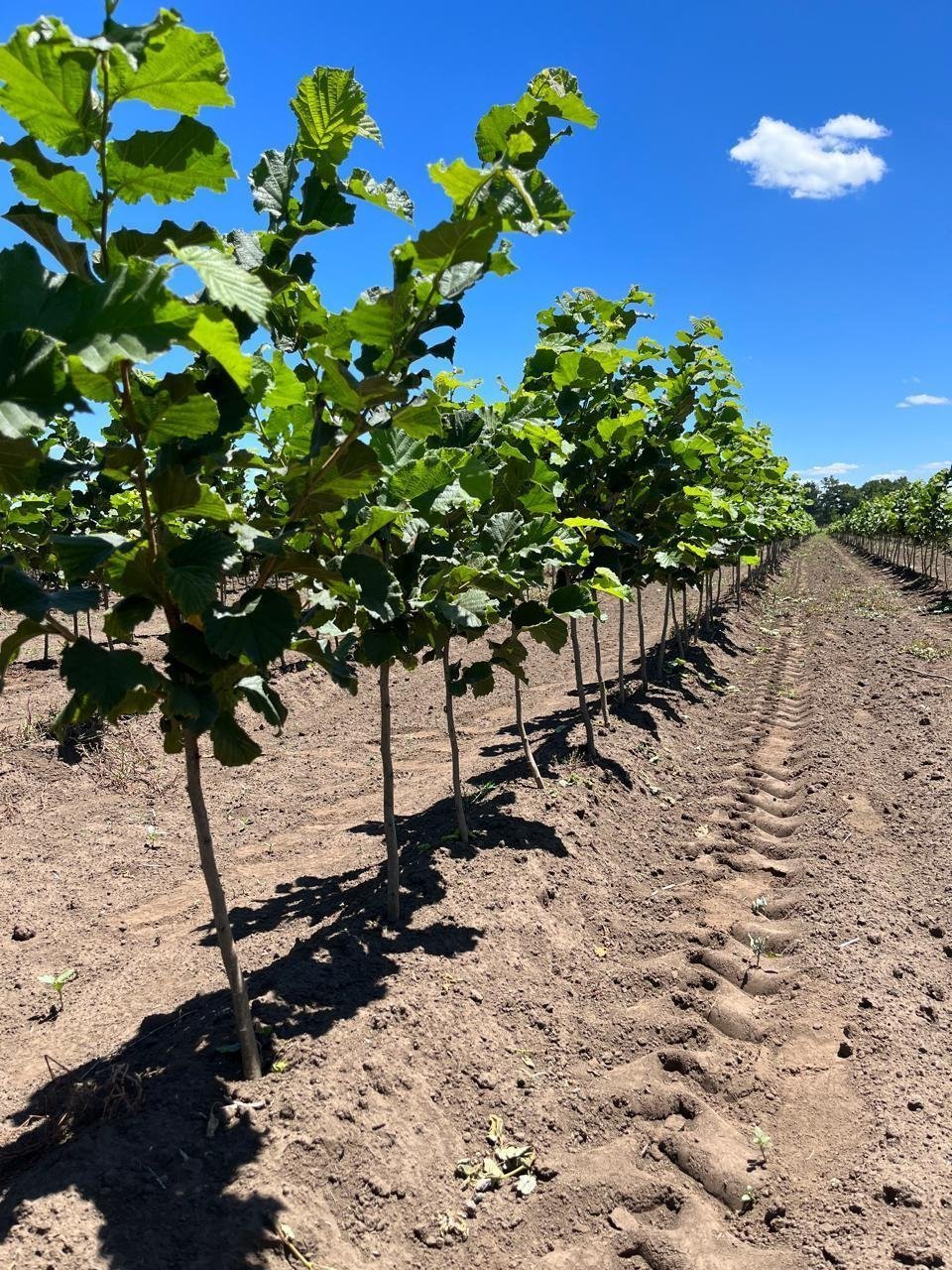 Hilera de plantas de avellano europeo de dos años