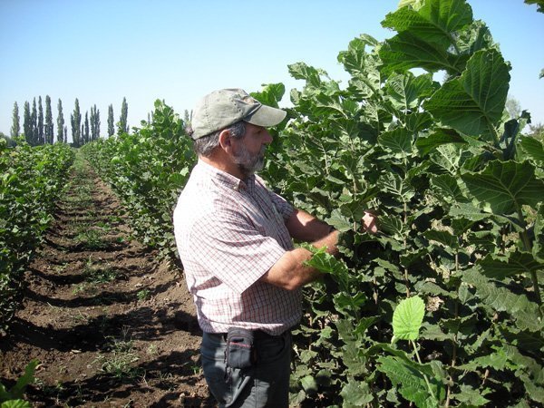 Pablo Grau inspeccionando vivero