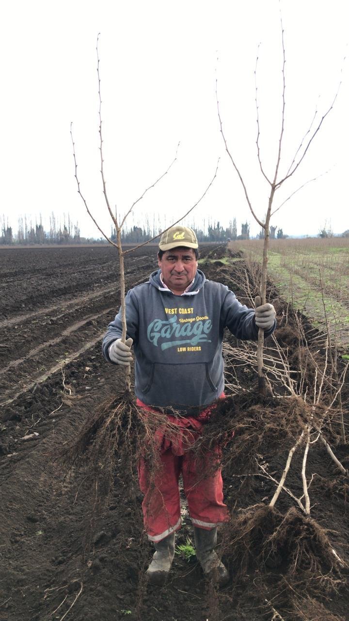 Planta de avellano europeo con sistema radicular desarrollado