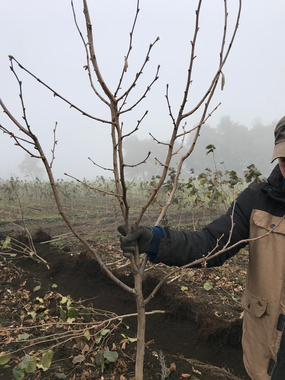 Planta de avellano europeo vigorosa en vivero
