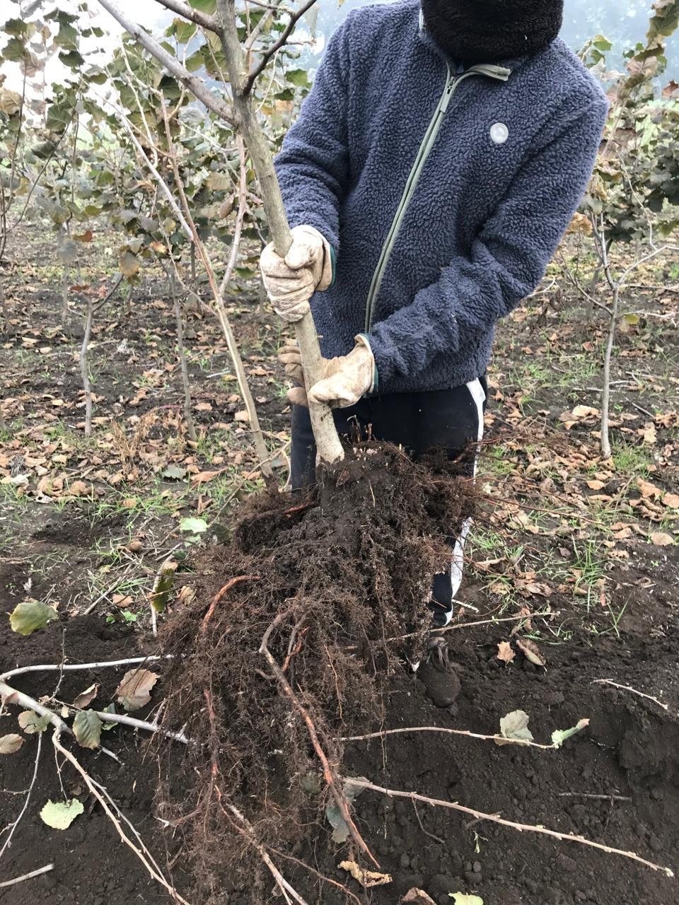 Planta vigorosa de avellano europeo