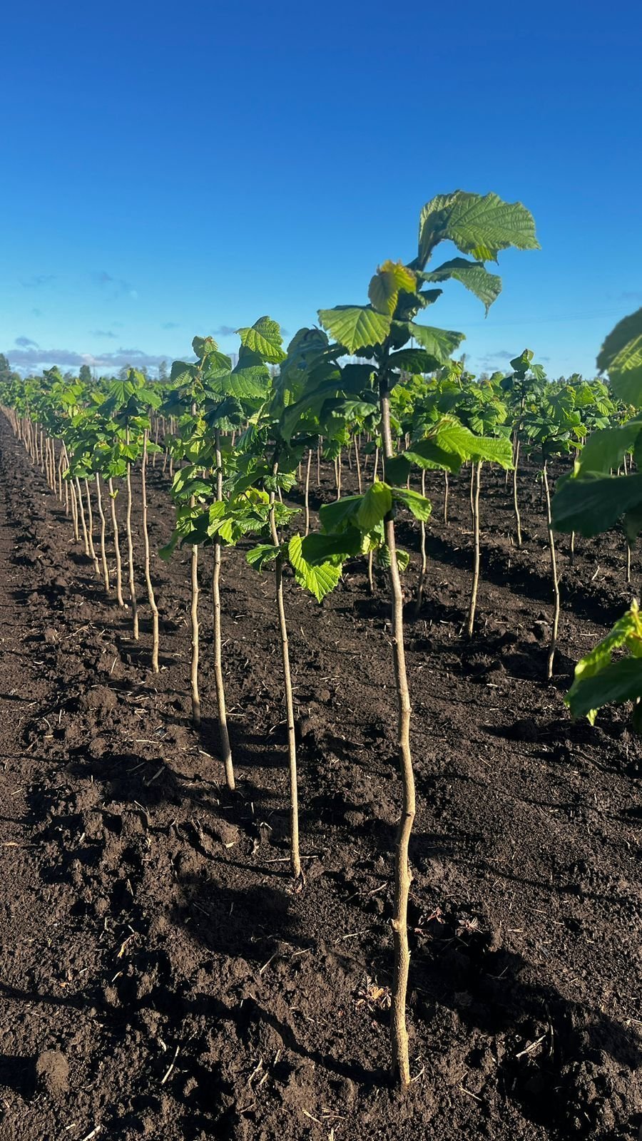 Plantas de avellano europeo de dos años
