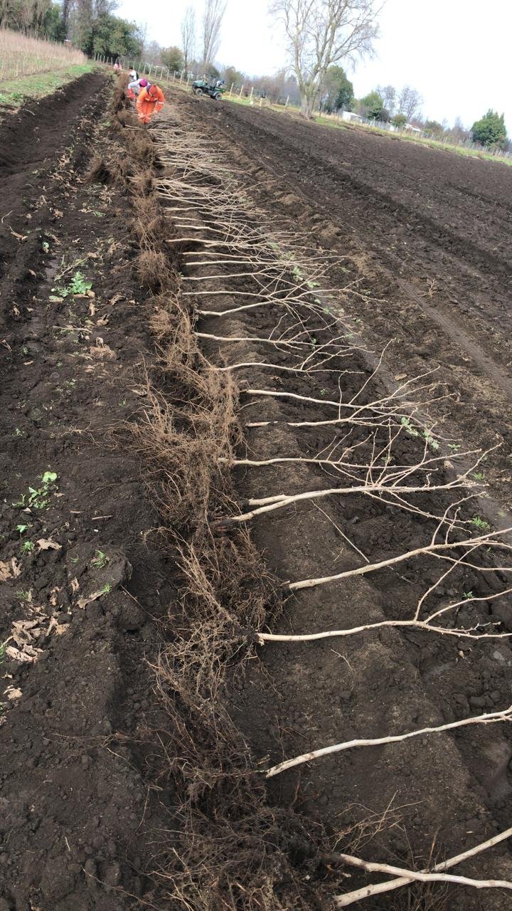 Plantas de avellano europeo listas para plantación