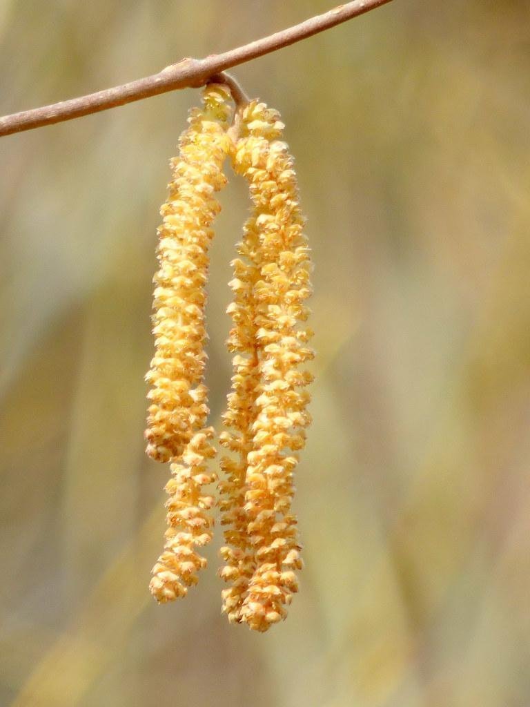 Polen de avellano europeo en detalle