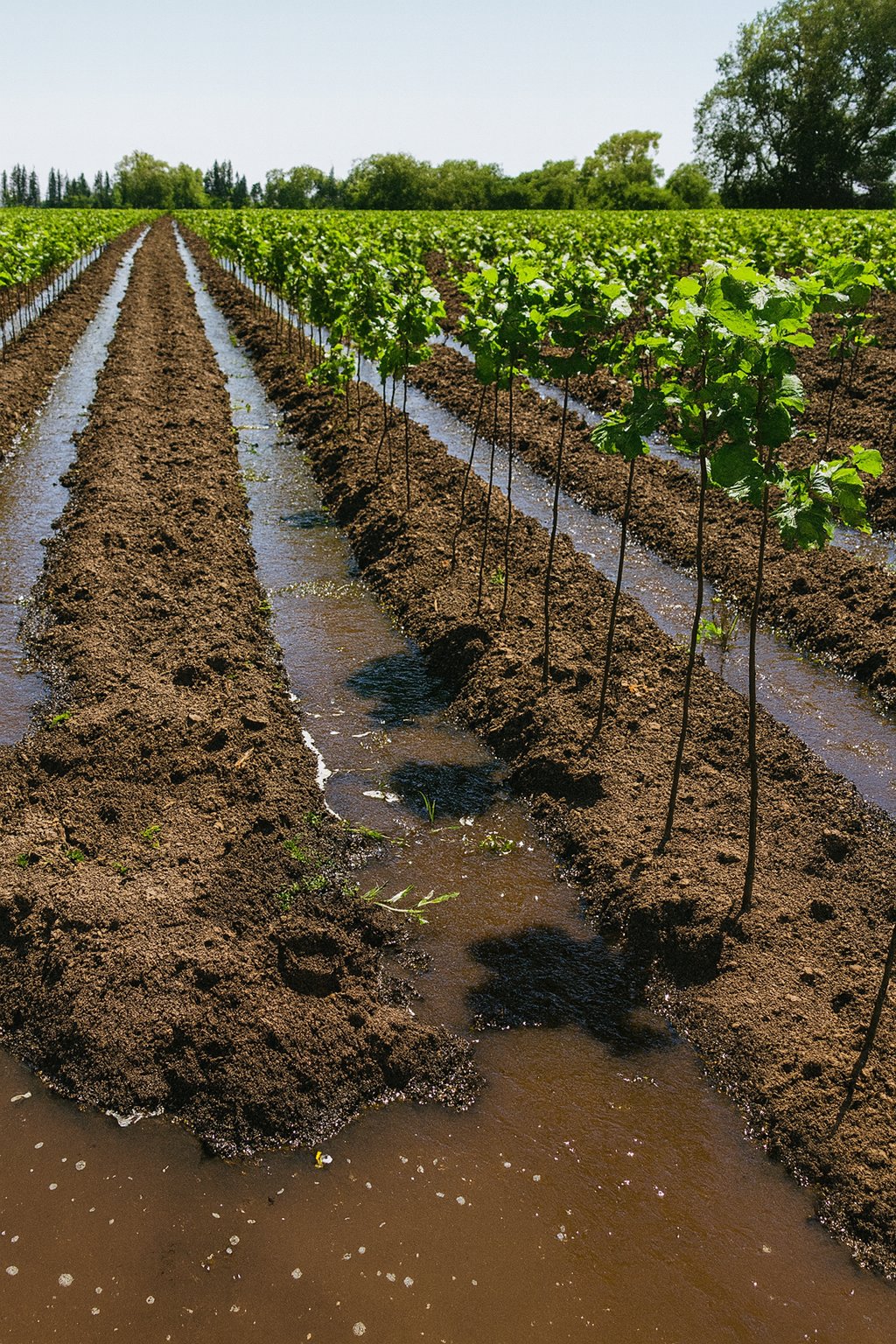 Barbecho para plantas de 2 años